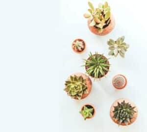 plants